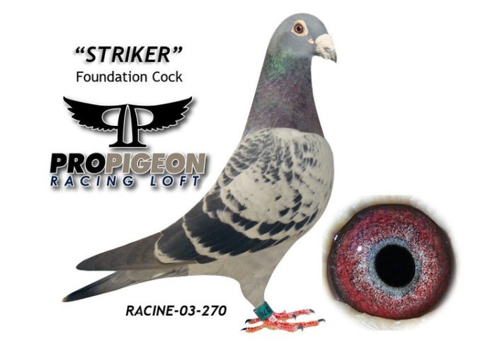 A racing pigeon.