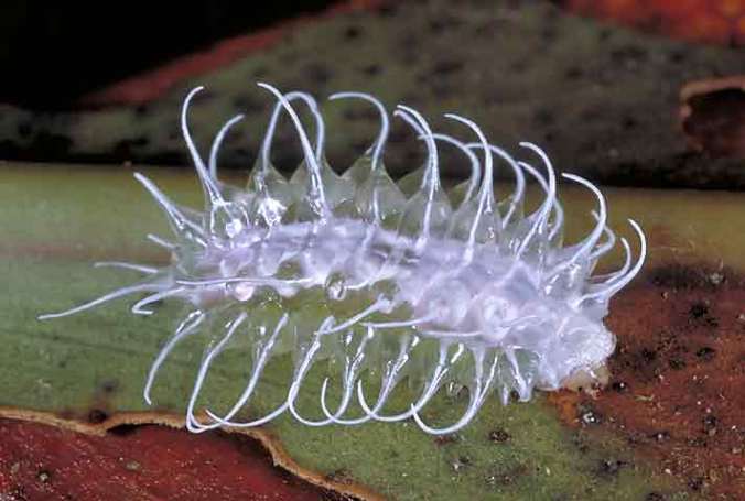 spiny-caterpillar