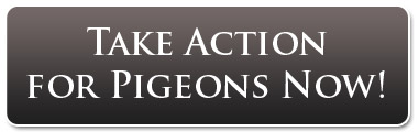Take Action For Pigeons Now